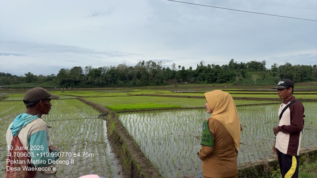 Tanam Pindah Padi (Transplanting)