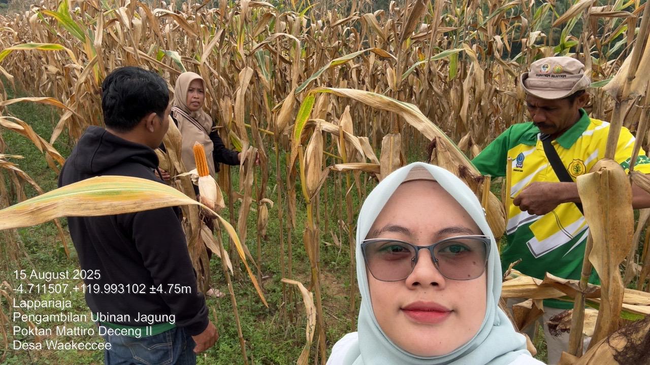 Cara Pengambilan Ubinan Tanaman Jagung