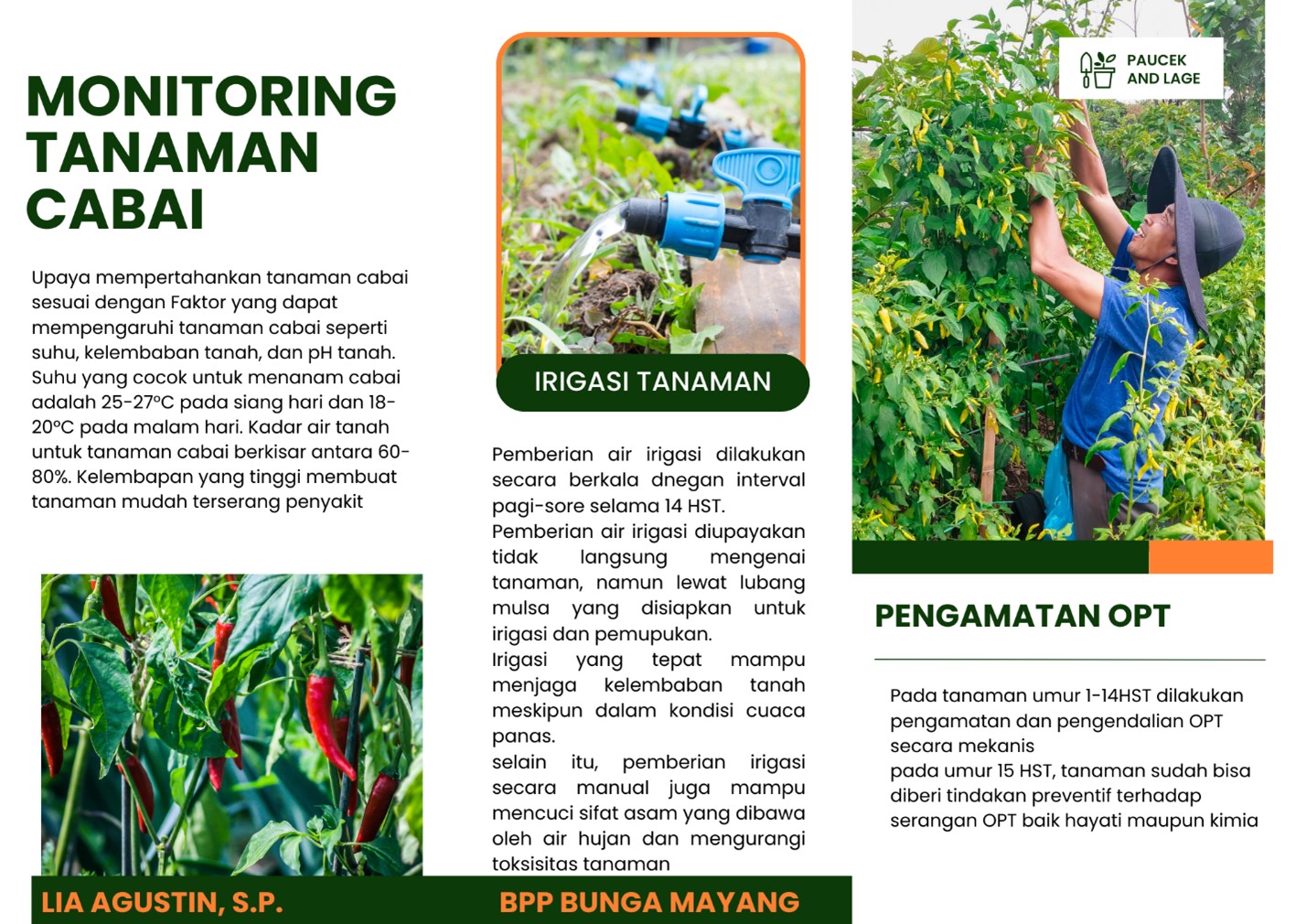 Meningkatkan Performa Tanaman Cabai