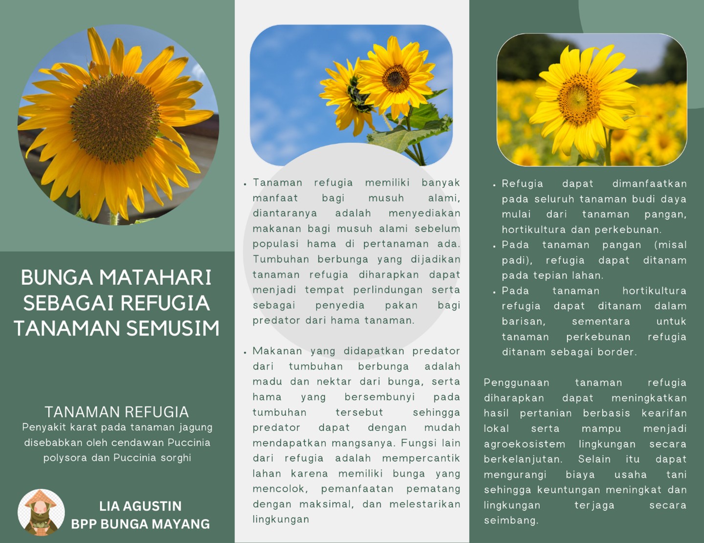 Bunga matahari sebagai refugia tanaman semusim