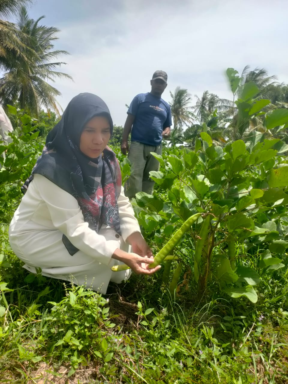 Petani Desa Lampeudaya Kembangkan Kacang Koro Pedang Untuk Dukung Katahanan Pangan