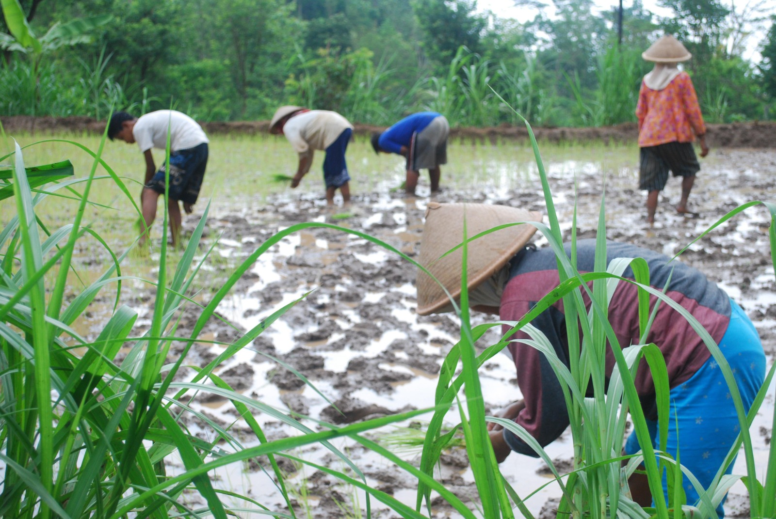 Dari Praktik Lapangan ke Pengetahuan Ilmiah: Mengonversi Penyuluhan Menjadi Penelitian Tindakan