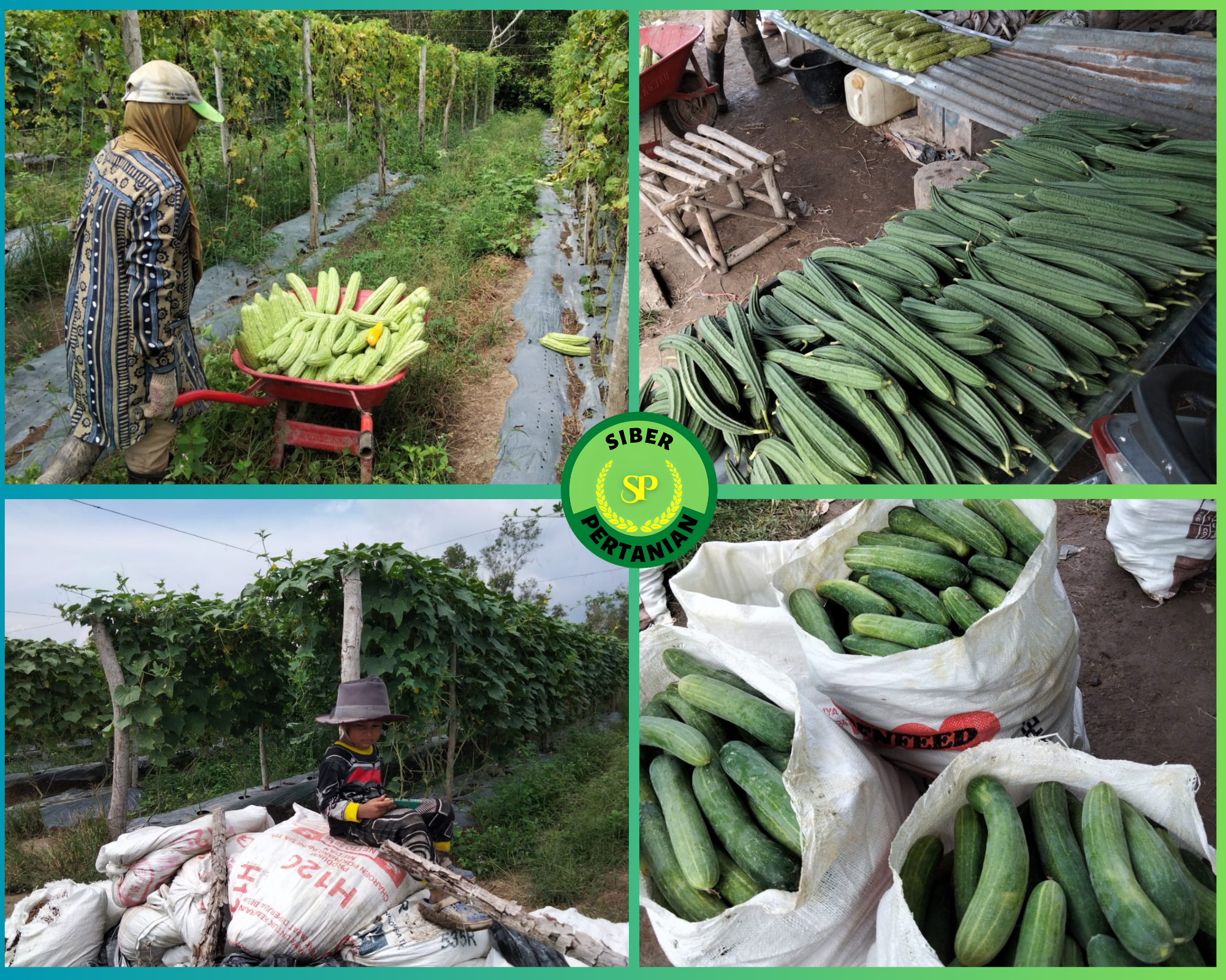 Panen Gambas, Pare dan Mentimun Poktan Sejahtera