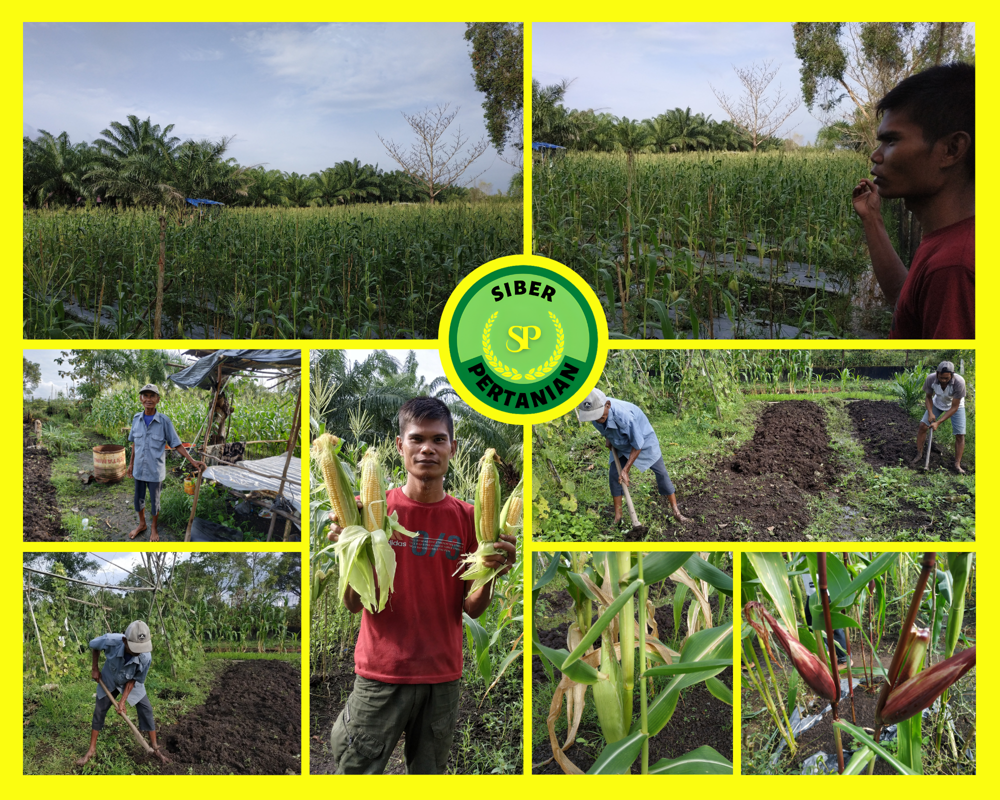 Poktan Moril Panen Jagung dan Cabai