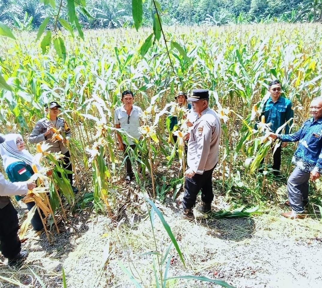 PANEN RAYA JAGUNG SERENTAK KUARTAL III KECAMATAN ABUNG TENGAH, DESA SRIBANDUNG