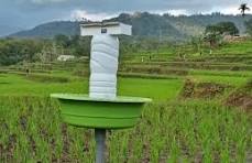 PENGENDALIAN WERENG BATANG COKLAT MENGGUNAKAN LIGHT TRAP