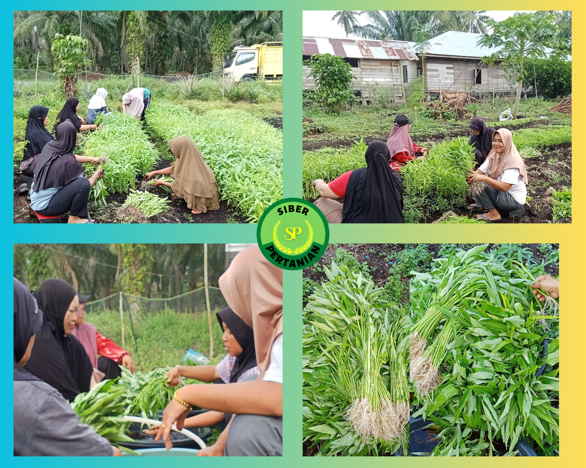 Panen Kangkung Uswatun Hasanah Hasil Kerja Keras