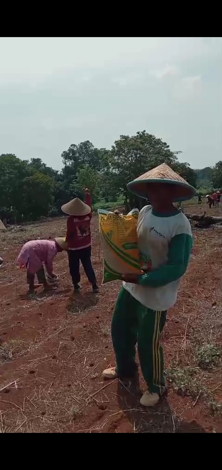 Tanam padi gogo Kelompok Tani Sebimbing Desa Ulak Ata
