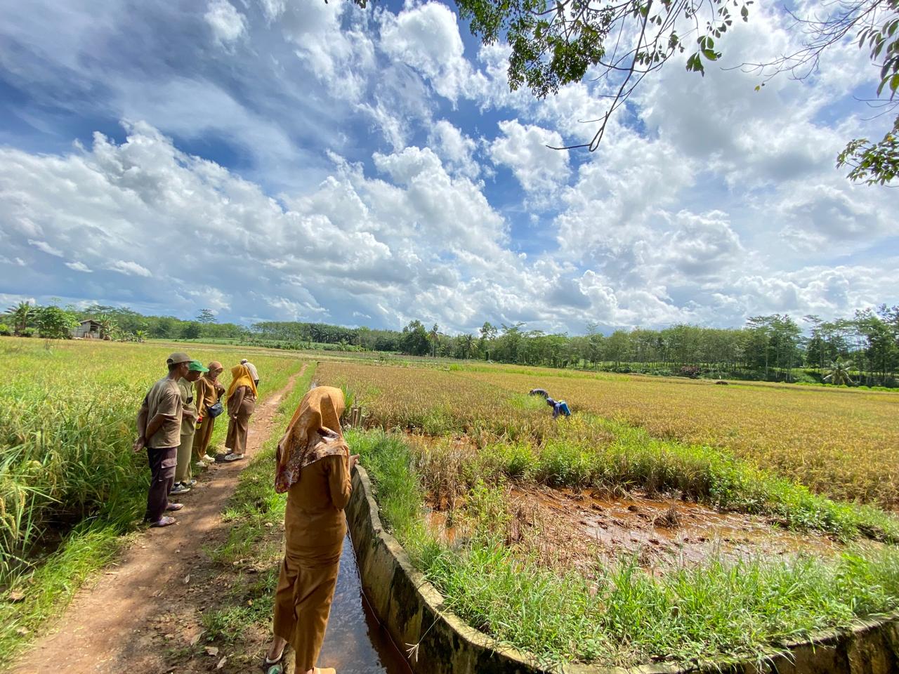 Demonstrasi Pembuatan Pestisida Nabati Untuk Mengatasi  Hama dan Penyakit pada Tanaman Padi