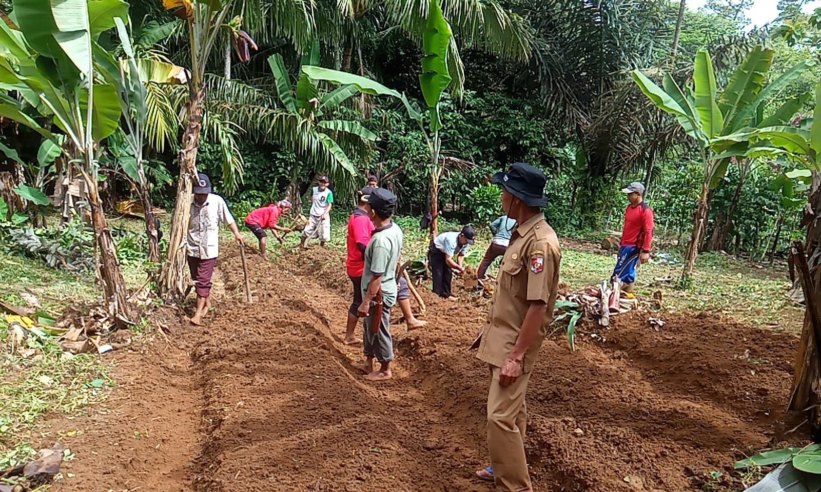 Pemanfaatan Lahan Pekarangan Rumah Untuk Menanam Sayuran