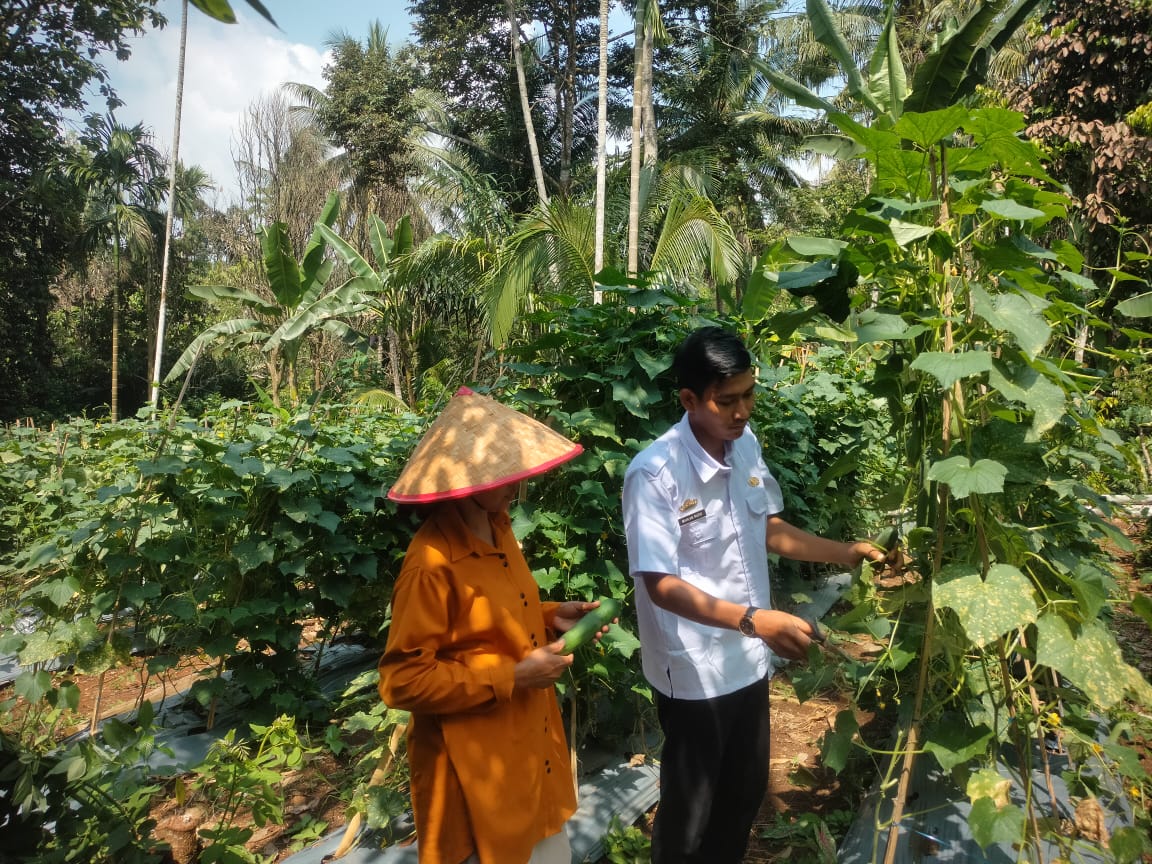 Pemanfaatan lahan tidur oleh Anggota KWT untuk budidaya timun