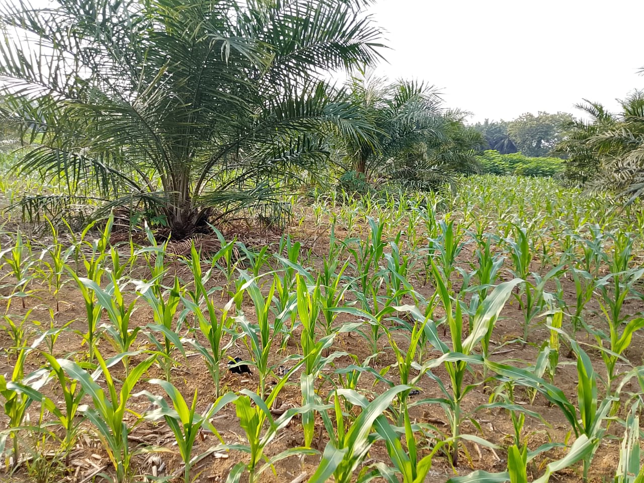 Tumpang Sari Kelapa Sawit dengan Jagung