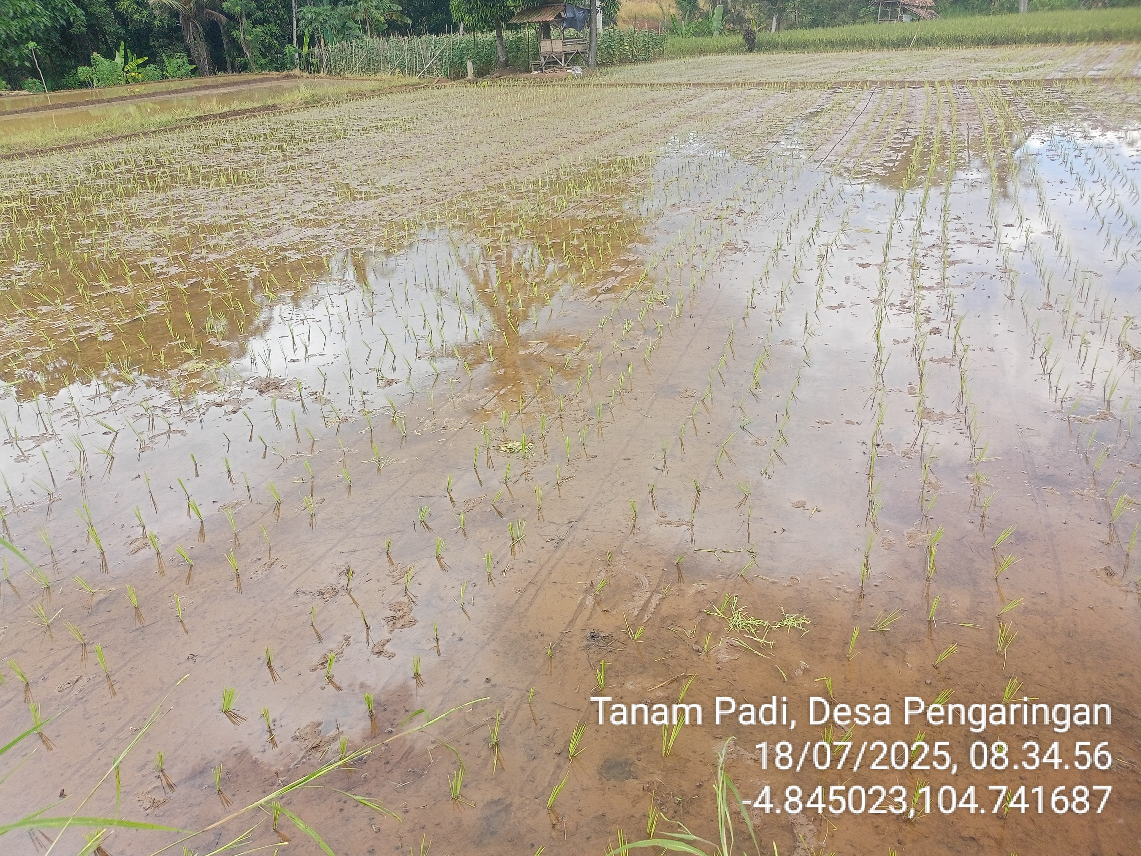 Penerapan Pola Tanam Padi JARWO (Jajar Legowo)