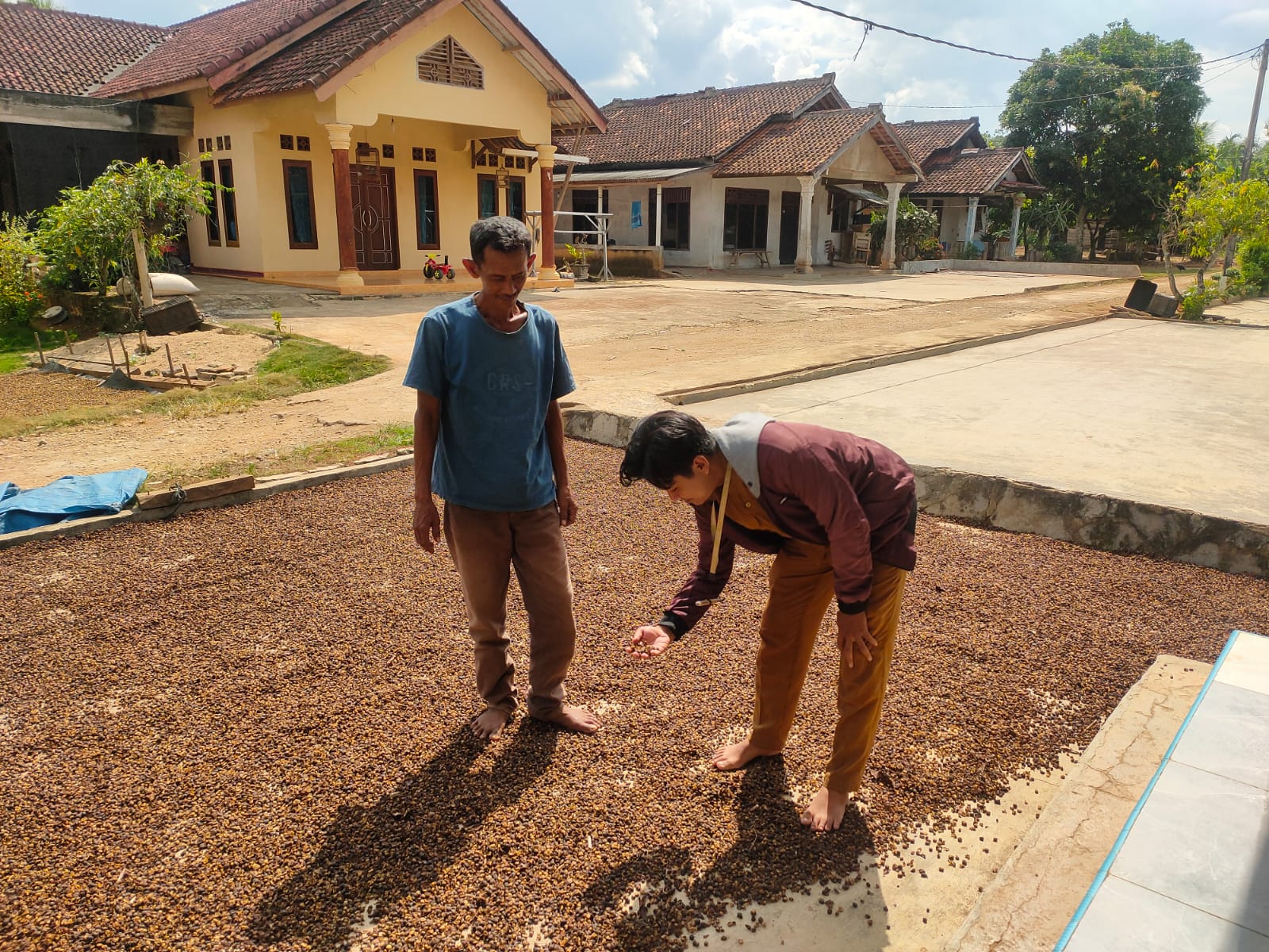 Hama Penyakit Pada Tanaman Kopi