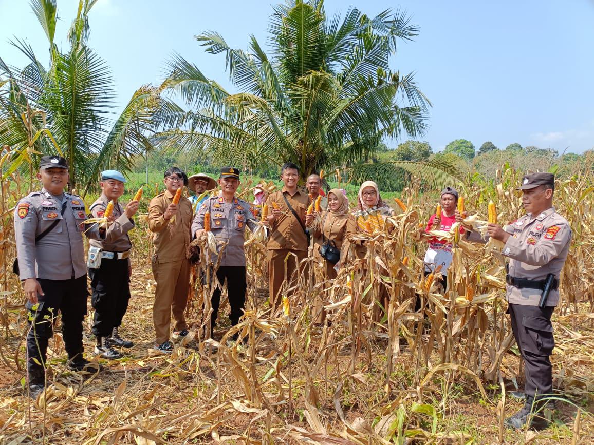 Harga Singkong Anjlok, Petani Beralih Budidaya Jagung