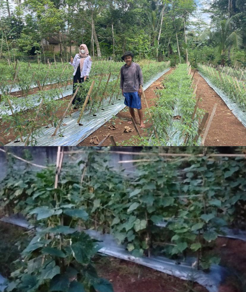 Budidaya Tanaman Hortikultura Menjadi Peluang Peningkatan Ekonomi Keluarga