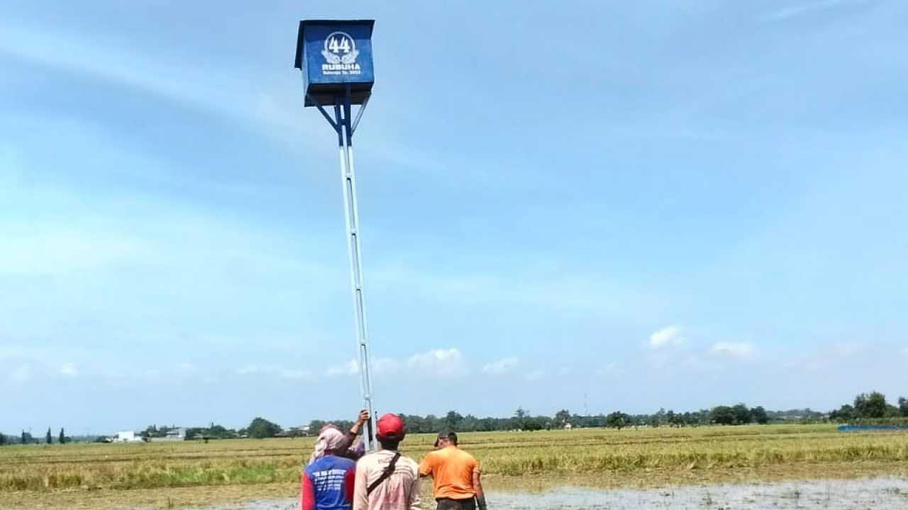 Rumah burung hantu untuk pengendali hama tikus