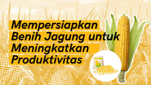 Pemilihan Benih jagung Berkualitas sabagai Upaya Peningkatan Produksi
