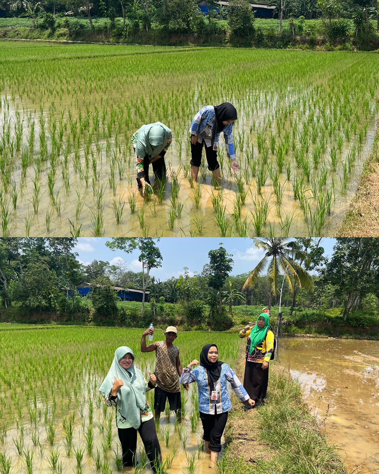 Pencegahan Penyakit Kresek/Hawar Daun Bakteri Pada Tanaman Padi di Desa Bandar Kagungan Raya Kecamatan Abung Selatan