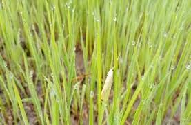 Pemungutan Kelompok Telur pada Persemaian, Kunci Pengendalian Penggerek Batang Padi yang Lebih Efisien melalui Pemungutan Langsung Kelompok Telur pada Persemaian Padi 