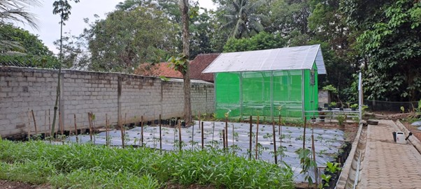 Pemanfaatan Pekarangan Rumah Melalui Budidaya Sayuran