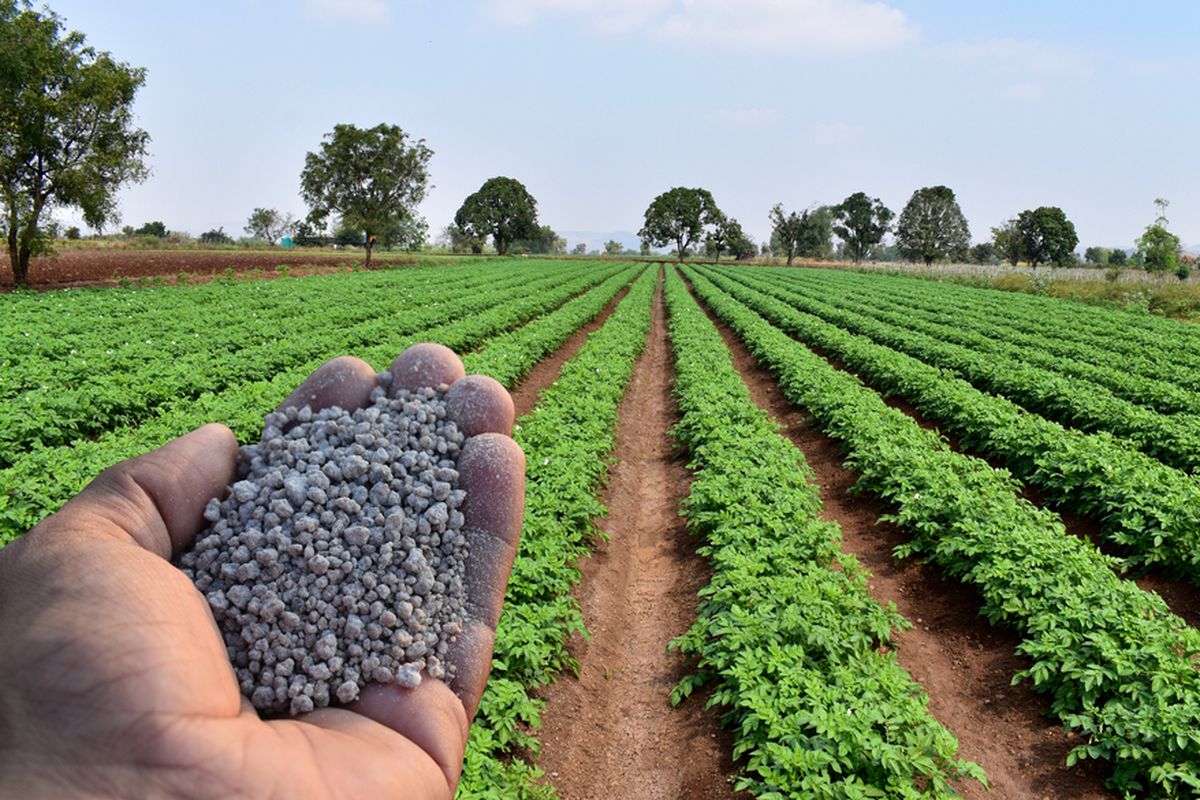 Ini Alternatif Fosfor Setelah SP-36 Tak Lagi Disubsidi!