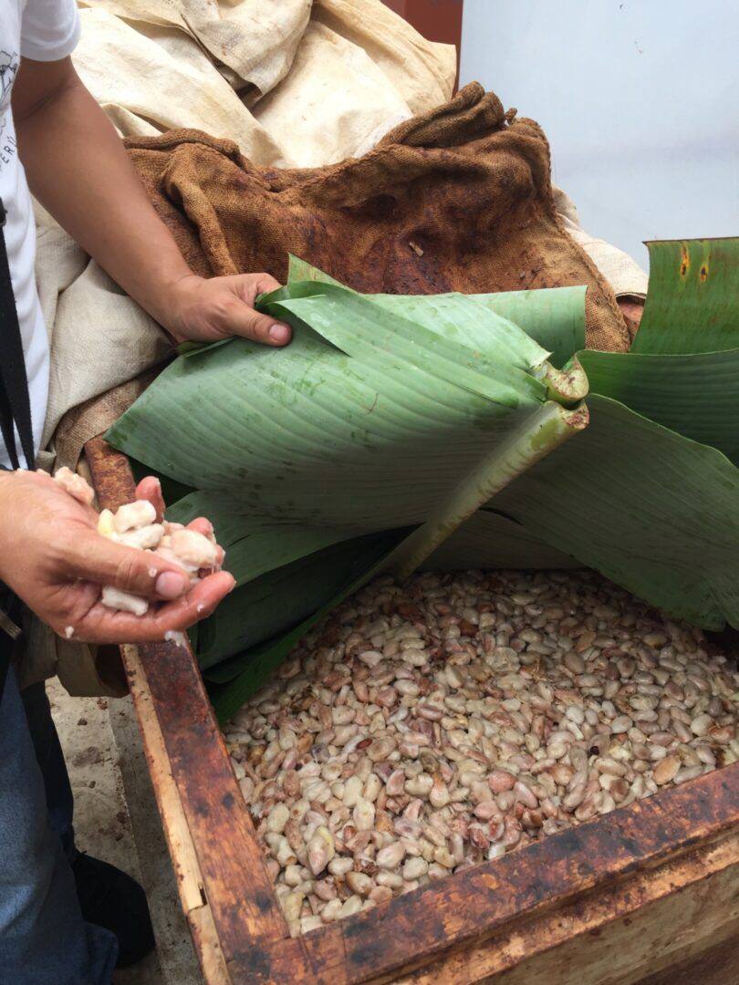 PENGOLAHAN KAKAO FERMENTASI