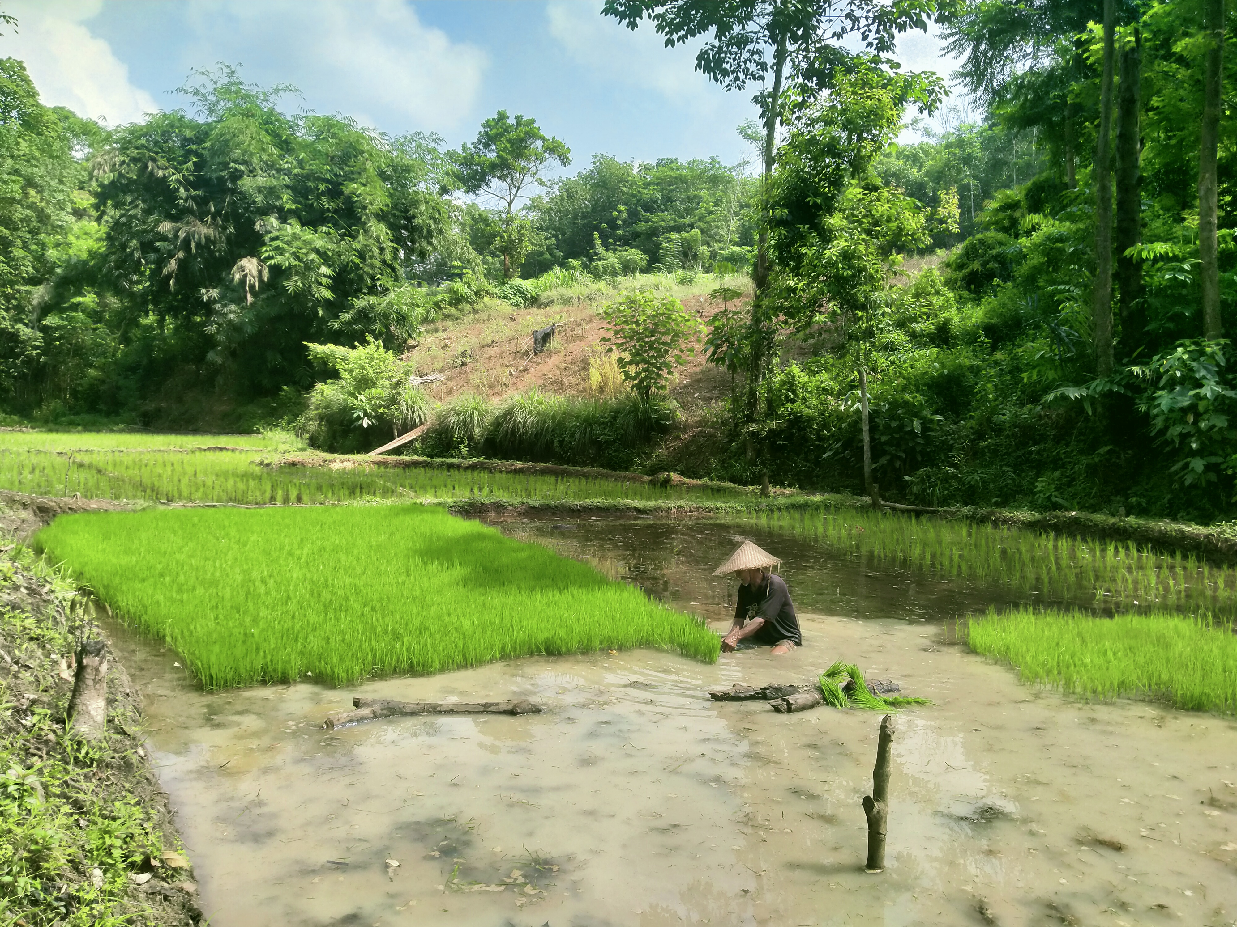 Sistem Pertanian Berkelanjutan Kunci Kelestarian Lingkungan