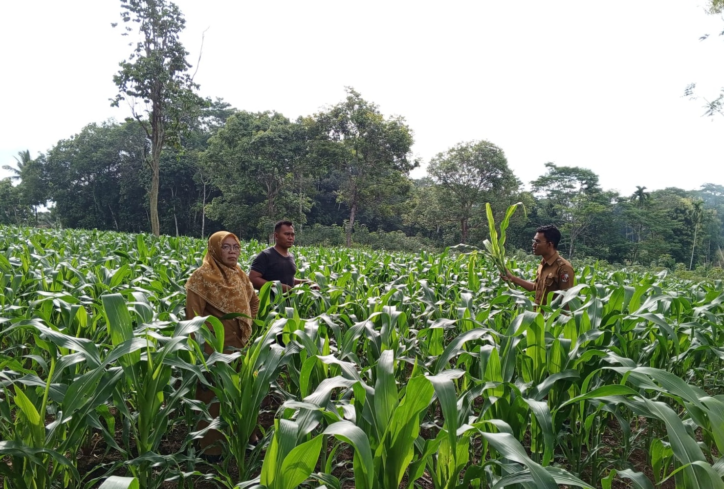 Ulat Grayak Pada Tanaman Jagung
