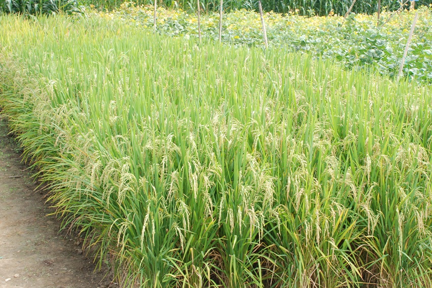 Budidaya Padi Gogo: Solusi Pertanian di Lahan Kering dalam Mendorong Swasembada Pangan