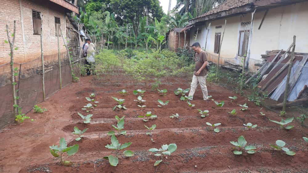 HIJAUKAN HALAMAN RUMAHMU