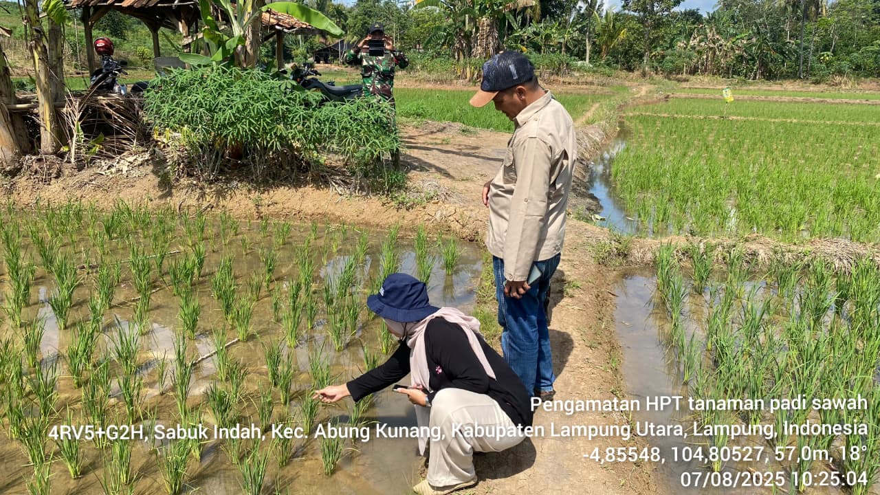 MENGENAL PENYAKIT BLAS PADA TANAMAN PADI