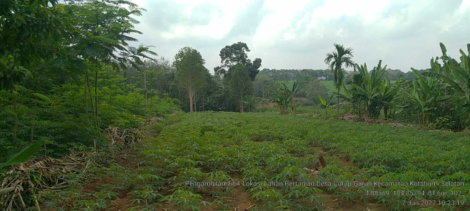 Harga Singkong di Lampung: Kebijakan Harga Pemerintah dan Dinamika Pasar