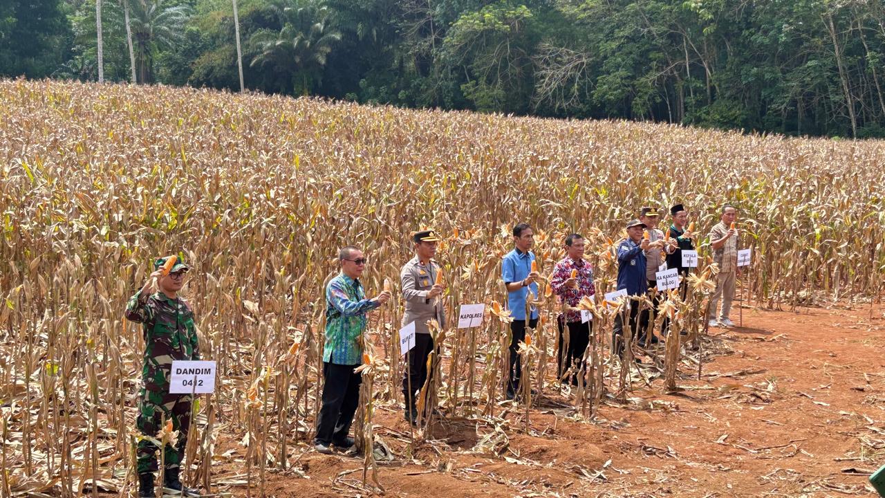 PANEN RAYA JAGUNG SERENTAK KUARTAL III KECAMATAN SUNGKAI SELATAN, DESA SIRNA GALIH