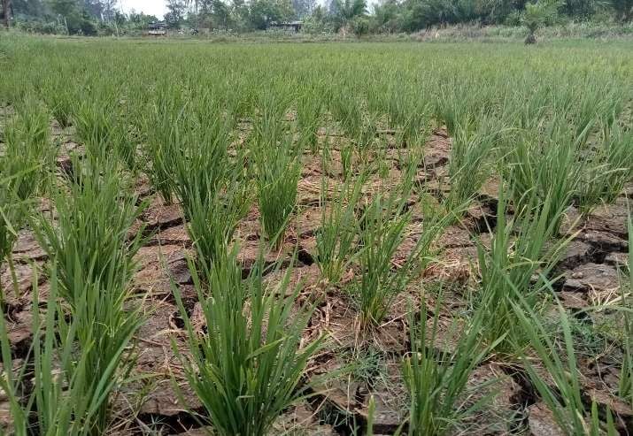 Petani Tangguh di Musim Kemarau dengan Varietas Unggul Baru (VUB) Padi Toleran Kekeringan dan OPT Utama