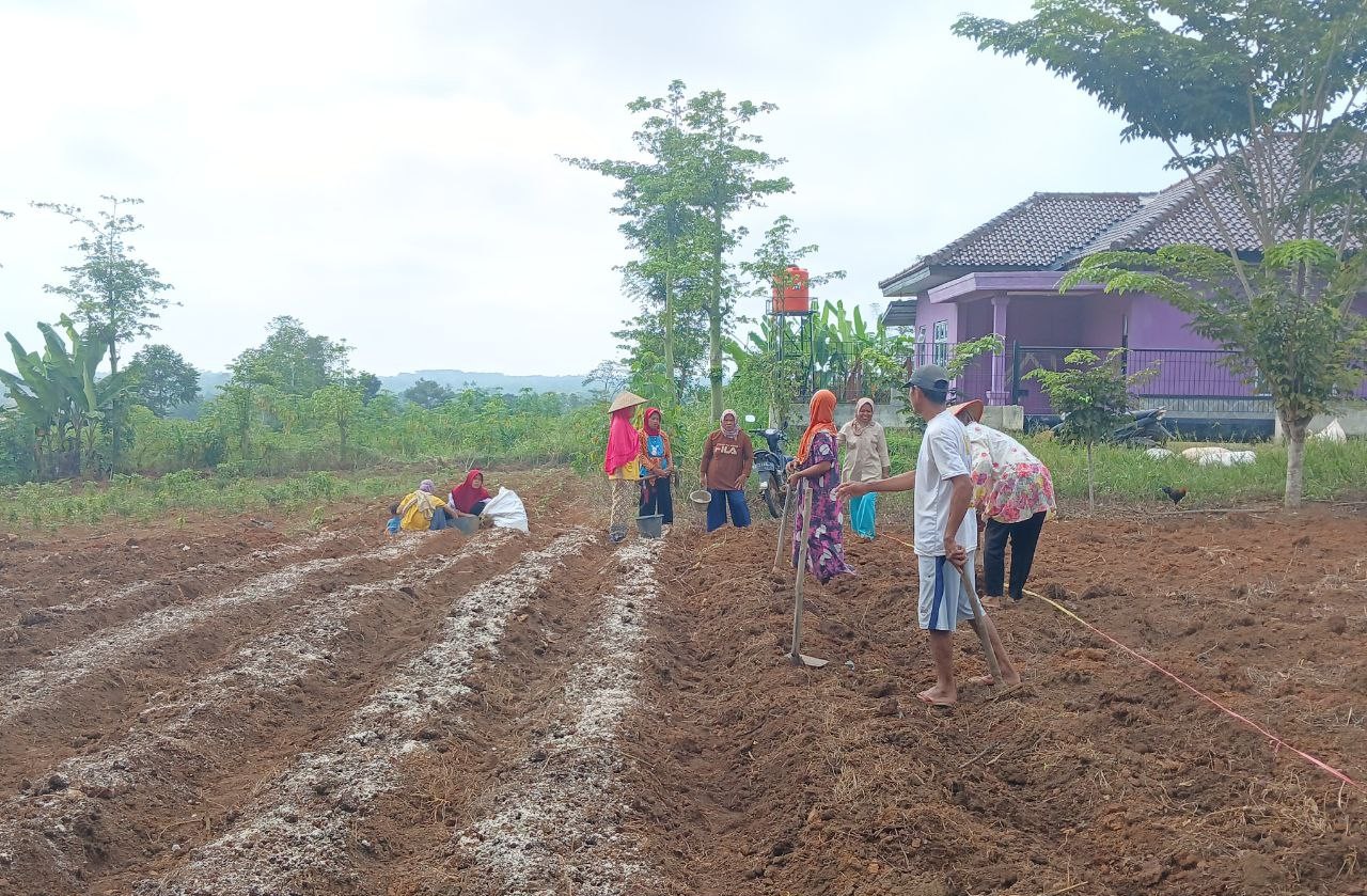 KWT Mekar Sari dan KWT Jasmine Manfaatkan Pekarangan Rumah untuk Kemandirian Pangan Keluarga di Kecamatan Sungkai Jaya