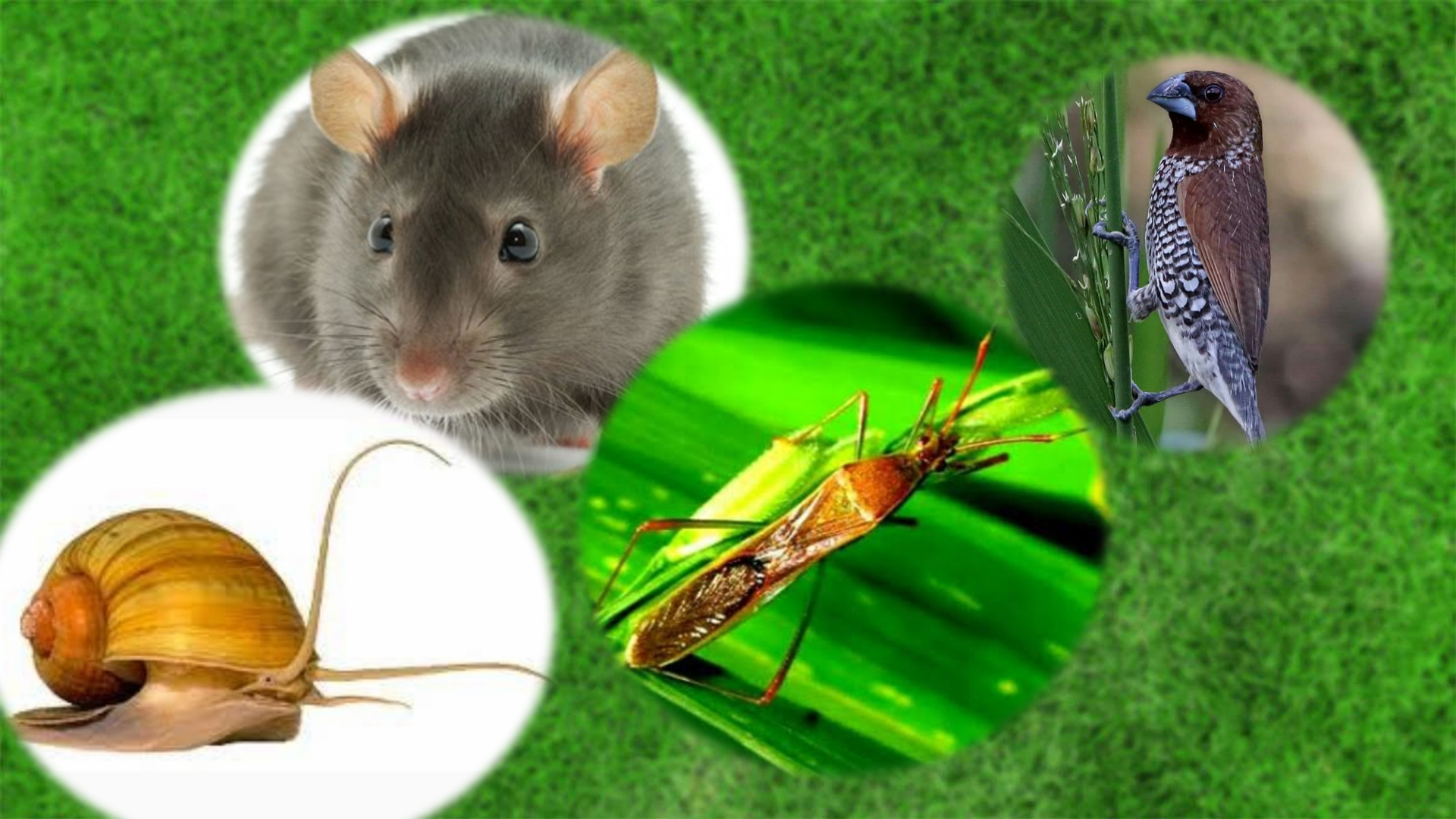 Mengenal Hama Tanaman Padi Berdasarkan Fase Pertumbuhan