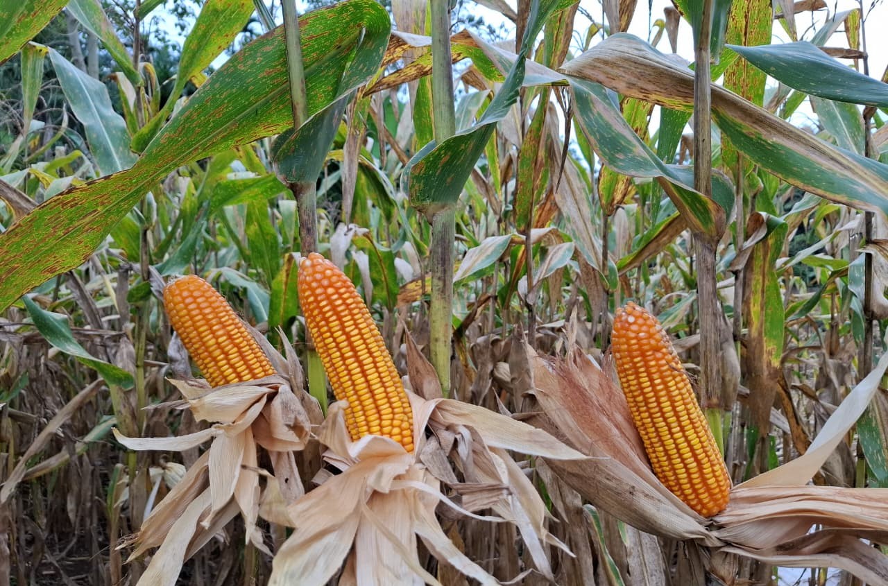 Aksi Nyata PPL: Dampingi Kelompok Tani Mari Jaya Desa Muara Aman Panen Jagung