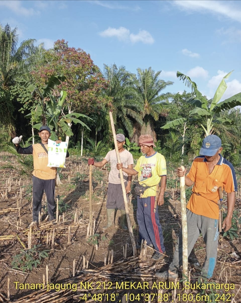 Satu Langkah Kecil, Dampak Luar Biasa: Peran Benih Unggul dalam Budidaya Jagung
