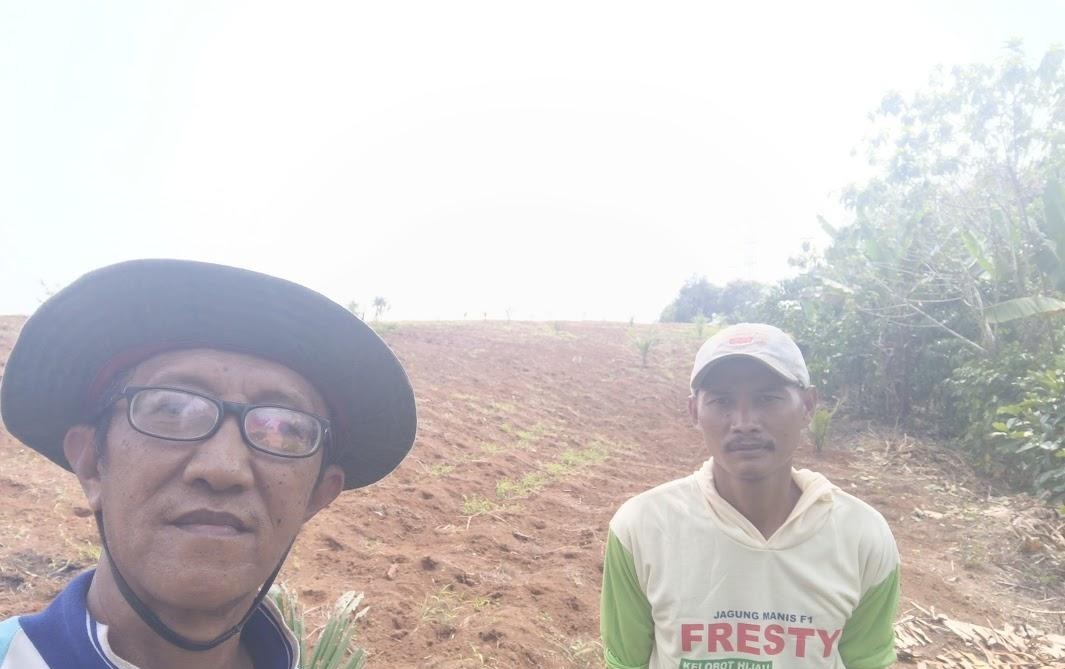 Pendampingan Penanaman Jagung secara Tumpangsari atau Tumpangsisip di Lahan Sawit TBM Desa Tanjungwaras