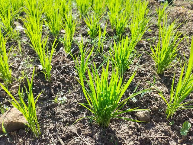 KONSEP DASAR DAN TEKNOLOGI PADI GOGO