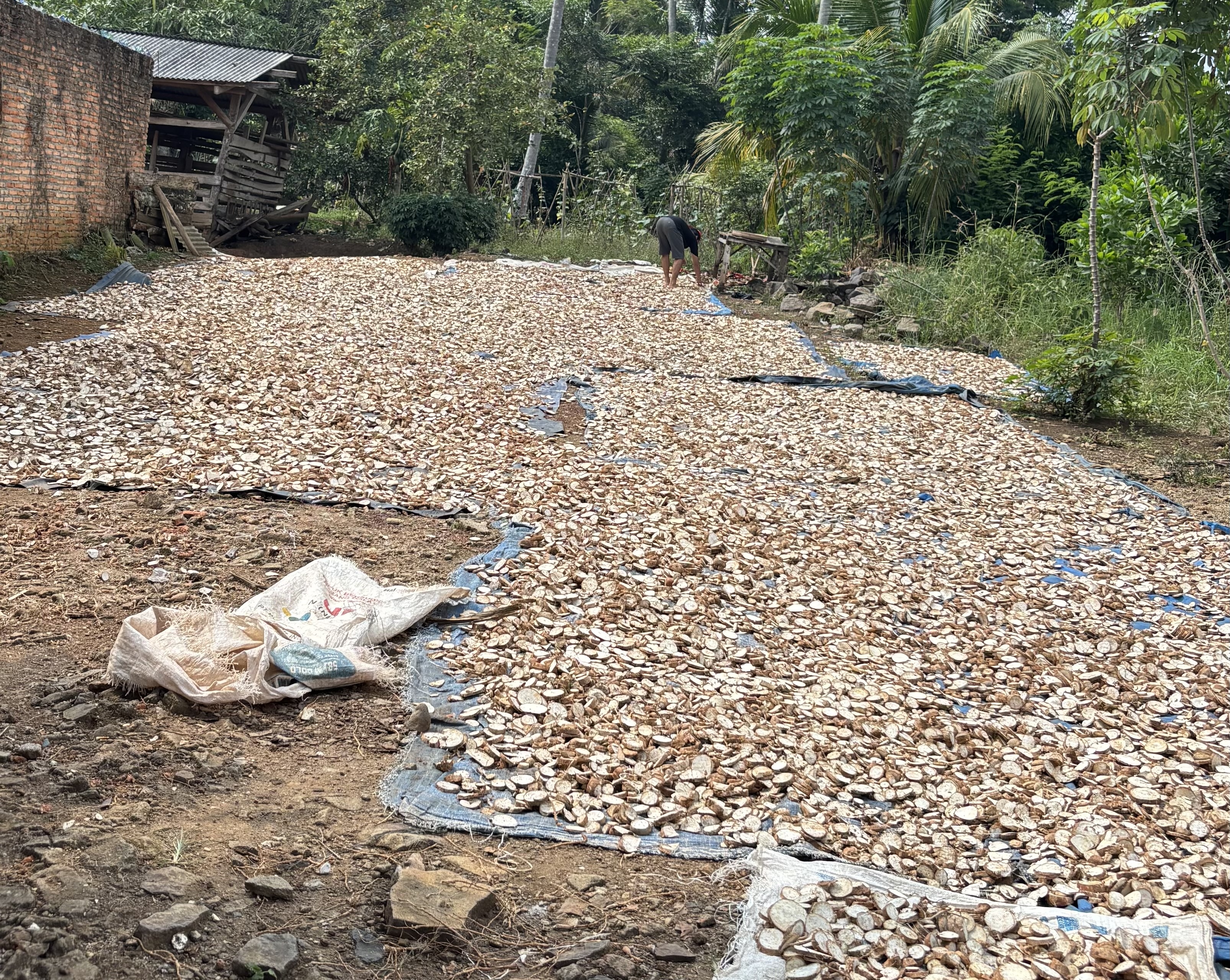 Strategi Petani Sungkai Selatan: Ubah Singkong Murah Jadi Pakan Ternak Demi Nilai Jual