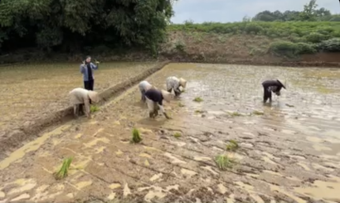 Petani Sambut Musim Tanam Padi, Berdoa agar Pola Hujan Konsisten Jauh dari Gagal Panen