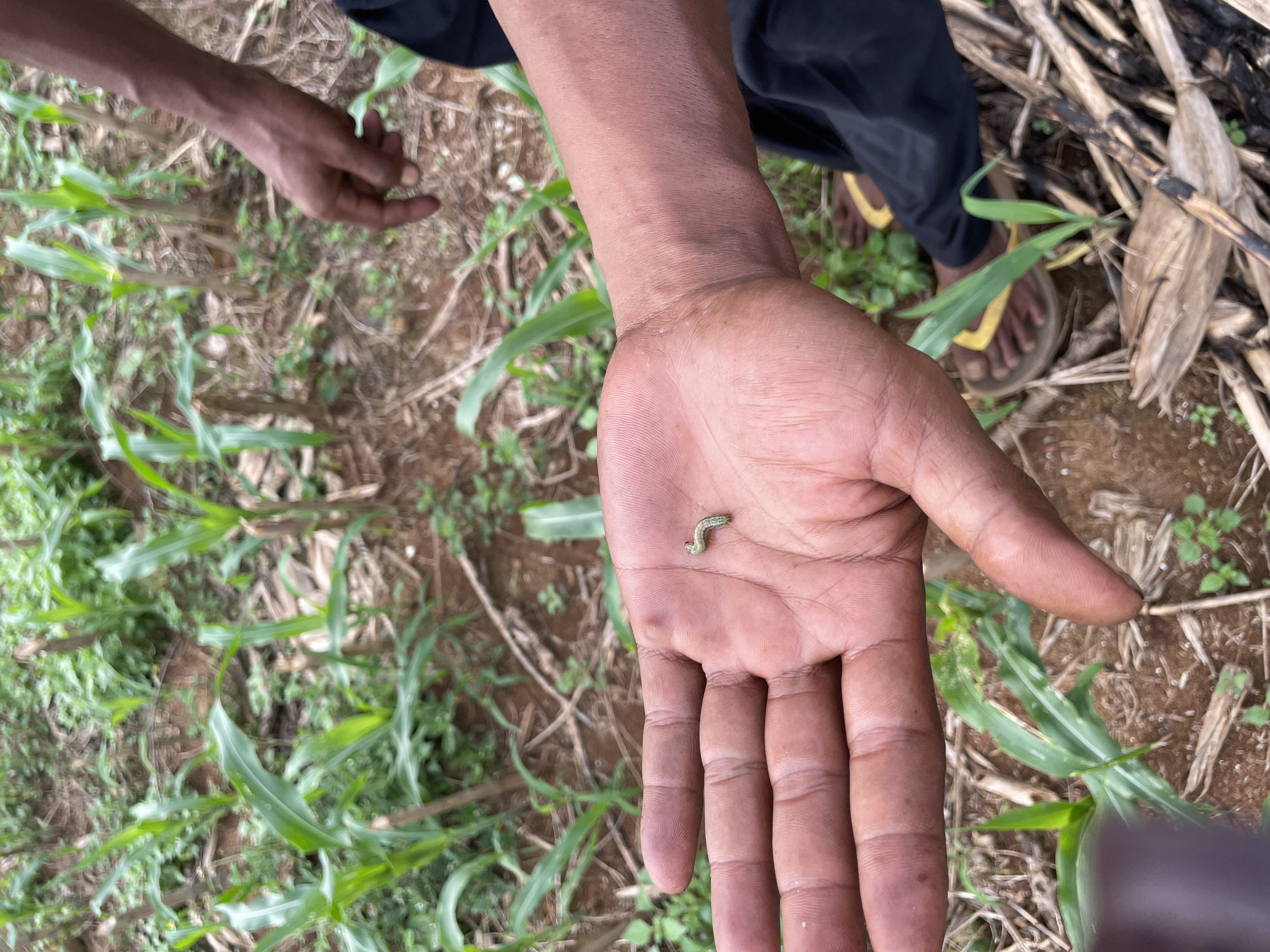  Penerapan Pengendalian Hama Terpadu (PHT) untuk Mengatasi Serangan Ulat Pada Jagung