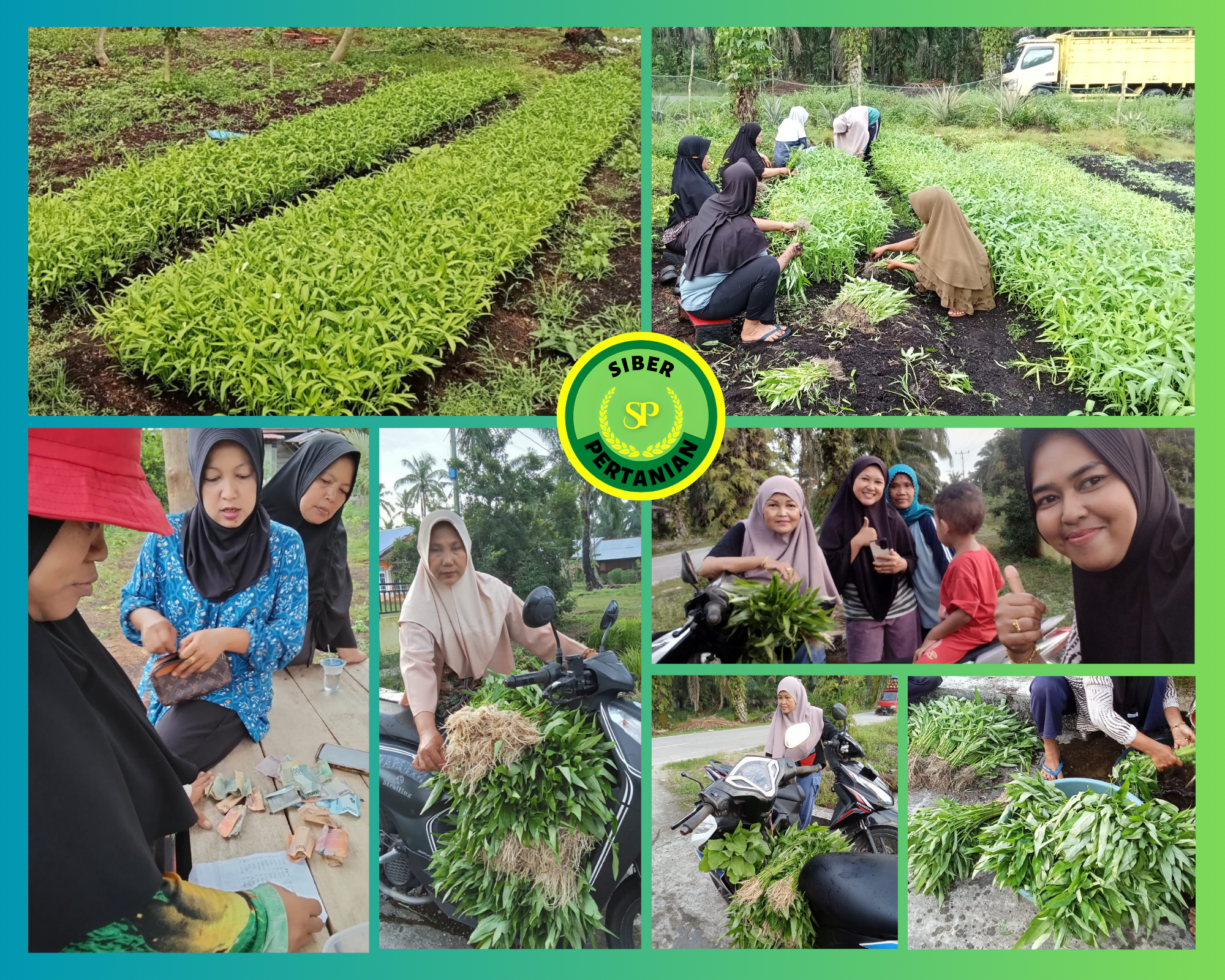 KWT Tanam Sayur Perjuangkan Kemandirian Pangan Desa