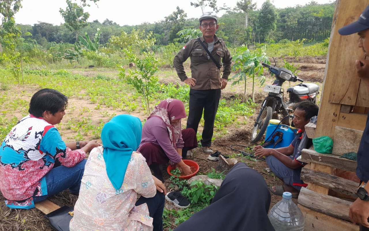 Petani Mulai Terapkan Biosaka pada Tanaman Sayuran untuk Tingkatkan Ketahanan Tanaman