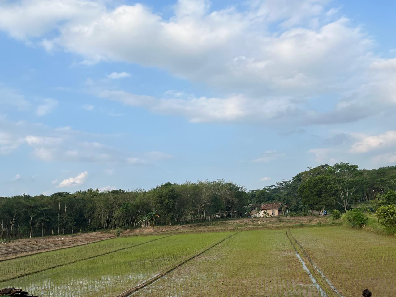 PENGENDALIAN HAMA TIKUS TERPADU (PHTT) DI TANAMAN PADI SAWAH