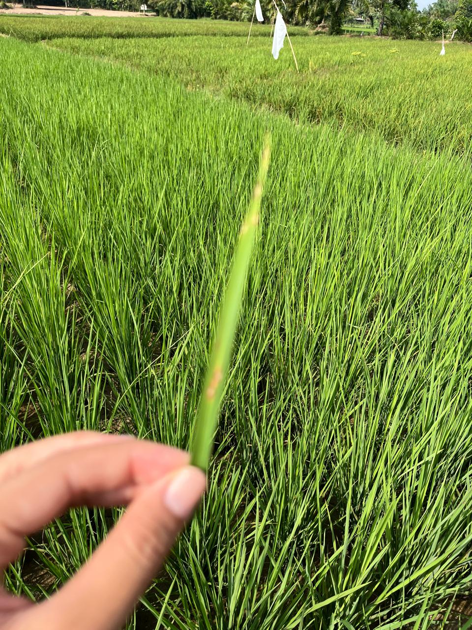 PENGENDALIAN PENYAKIT BLAS PADA TANAMAN PADI : KIAT KIAT PENGENDALIAN