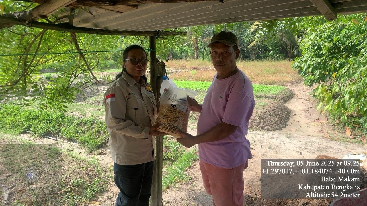 PENYERAHAN BANTUAN BENIH JAGUNG DI KECAMATAN MANDAU