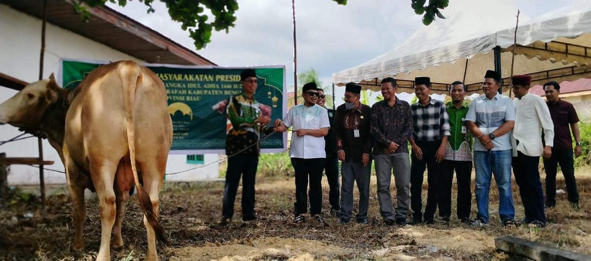 KECAMATAN MANDAU TERIMA 2 EKOR SAPI QURBAN PRESIDEN